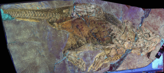 鸚鵡嘴龍SMF R 4970的激光熒光（LSF）影像顯示出無與倫比的標本顏色。顏色較深的頂部和較淺色的底部展示了恐龍的‘反蔭蔽’ 特徵。攝影：Thomas G Kaye & Michael Pittman